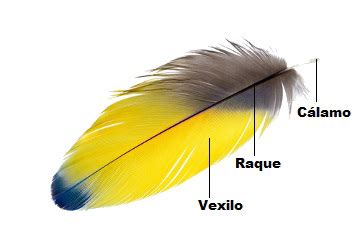 seu nome significa ave colorida de penas curtas